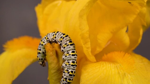 Cucullia Verbasci Caterpillar on a Yellow Iris Flower - macro static