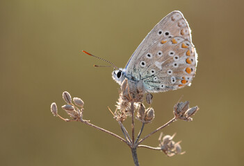 Adonis Blue