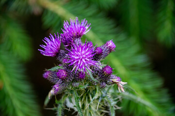 A closeup of Spear Thistle in the Dublin Mountains.