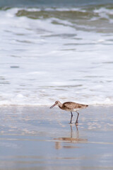 A Willet foraging by the ocean at Assateague Island National Sea