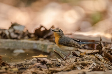 Indochinese Blue Flycatcher; perched on an almost straight branch in the early morning hours in a forest in Thailand