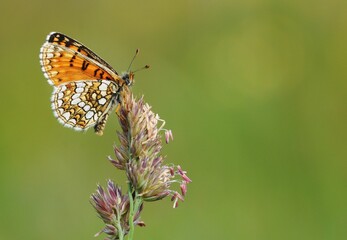 Nickerl's Fritillary