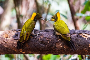 Greater yellownape woodpecker (Chrysophlegma flavinucha) exploring and eating termites.Two Woodpeckers looking for food inside the wood help pest control in nature.