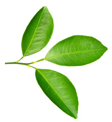 Fototapeta premium Fresh Petitgrain leaves isolated on white background