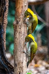Greater yellownape woodpecker (Chrysophlegma flavinucha) exploring and eating termites.Two Woodpeckers looking for food inside the wood help pest control in nature.
