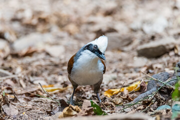 White-crested laughingthrush (Garrulax leucolophus), perched on a wooden log, in the wild