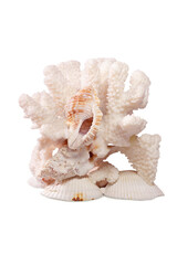 White coral with sea shell on clam scallop on white background. Isolated