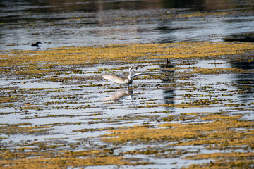 egret bird in the lake looking for prey