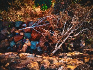 Fallen tree branches beside a road