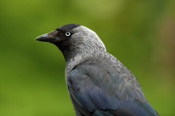 The western jackdaw (Corvus monedula) sitting on the branch with green background.The western jackdaw portrait on a green background.
