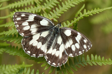Marbled White