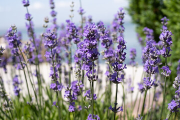 blooming lavender on sea background