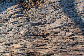 the texture of an old tree