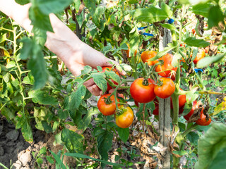 female hand plucks ripe tomato at home garden - obrazy, fototapety, plakaty
