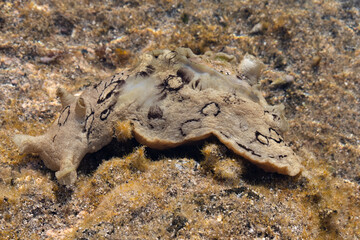 Seehase an der Südspitze von Fuerteventura - Meeresschnecke