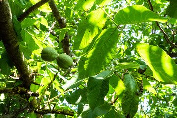 green walnut foliage and fruits on tree closeup