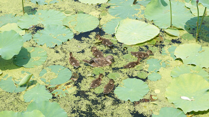 ducks in the lotus pond