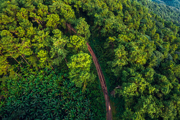 Mountains and summer green forests