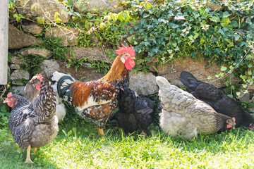 Rooster with his chickens