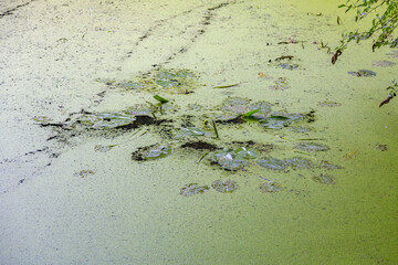 Abandoned wild pond with mud and duckweed in the middle of the city park