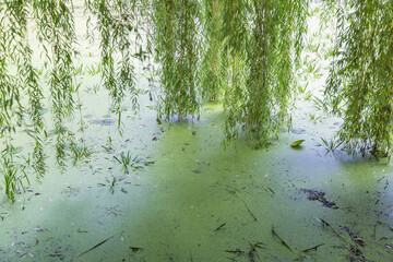 Abandoned wild pond with mud and duckweed in the middle of the city park