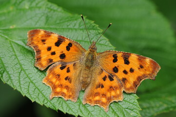 Comma