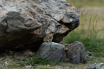 Pika (Ochotona princeps)- Jasper National Park, Alberta
