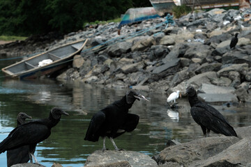 Carrion birds in the fishing village of Panama