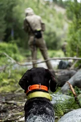 Muurstickers A hunting dog looks forward at its owner. German drathaar on the hunt. © Пётр Рябчун
