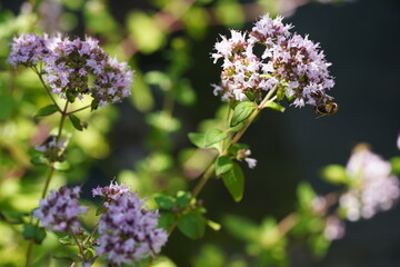 Selective focus on lilac wild marjoram with bee on dark background at sunny day.