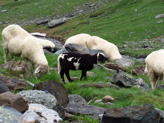 Iseltrail Hochgebirgs-Etappe: Wanderung zur Clarahütte