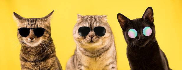 Three cats in dark glasses on a yellow background. Cool cats, a cat gang.