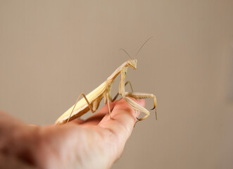 mantis on the hand