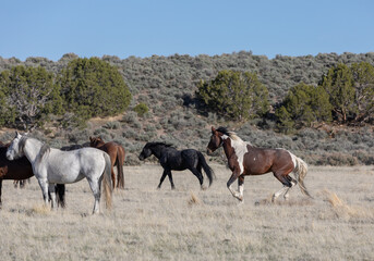 Herd of Wild Horses in the Utah Desert