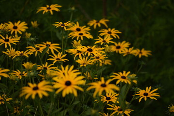 Rudbeckia flowers background, yellow flowers field.