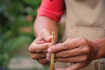 Gardener make grafting durian tree. Gardener use grafted tree blade for plant propagation