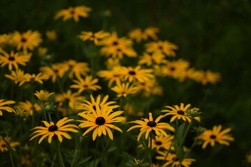 Rudbeckia flowers background
