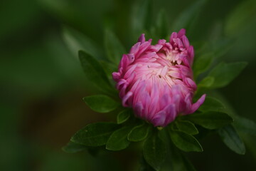 Aster peony pink flower bud closeup, floral background.