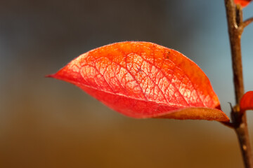 Close-up of a red barberry leaf against a natural blurry autumn background
