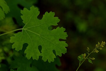 Green background with Macleaya cordata, bokeh background with leaf  and flower buds of bocconia.