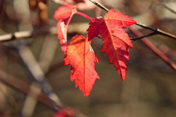 close-up of a branch of red leaves with selective focus on a blurry fall backgroun