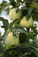 Organic apples Gold Milenium, sweet green apples.