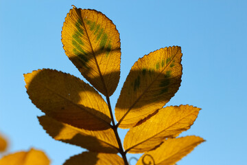 Fototapeta na wymiar Close-up of yellow rosehip leaves in counterlight on a bright blue sky background