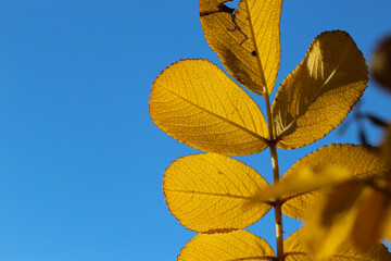 Fototapeta na wymiar Close-up of three yellow rosehip leaves in counterlight on a bright blue sky background