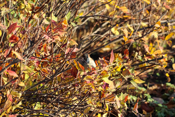 Autumn background of a close-up of shrubs with partially bare branches and yellow leaves