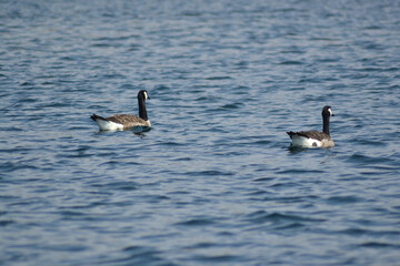 Canada geese swimming