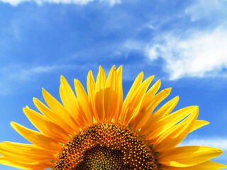 Naklejka premium Yellow round head of a sunflower flower, against a blue sky background. 