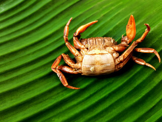Boiled Thai crabs. Food ingredient for cooking in variety menu for Thai food.  Crabs are enemy of rice tree , so Thai farmer get rid them and take them to be food. Menu in restaurant. Weird food