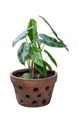 Philodendron growing in brown pot isolated on white background included clipping path.