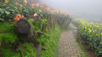 winter flower garden